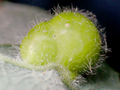 Euura pedunculi gall